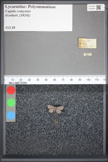 Media type: image;   Entomology 52614